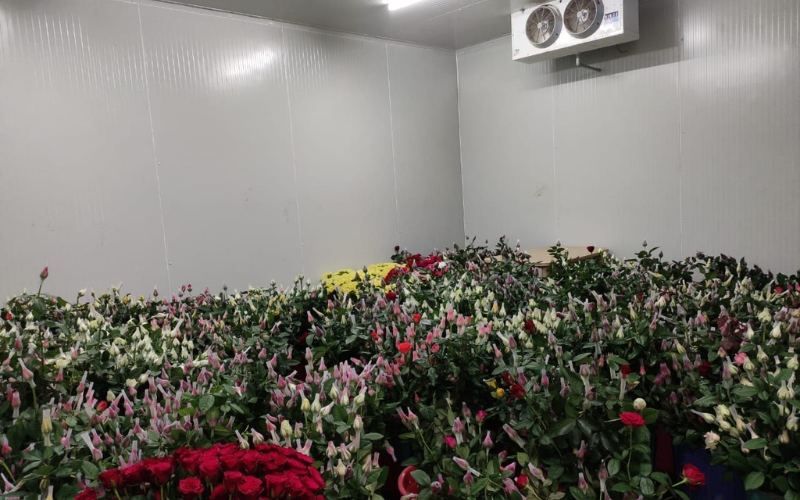 Quy trình bảo quản hoa tươi trong kho lạnh 