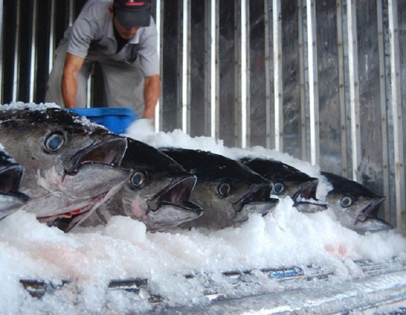 Cách bảo quản cá tươi bằng kho lạnh có ưu nhược điểm gì?