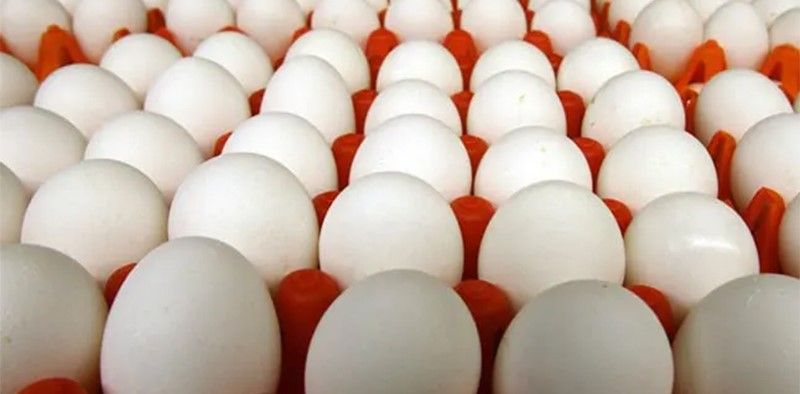 Bảo quản trứng gà trong công nghiệp cần chú ý điều kiện nhiệt độ, độ ẩm,… phù hợp 